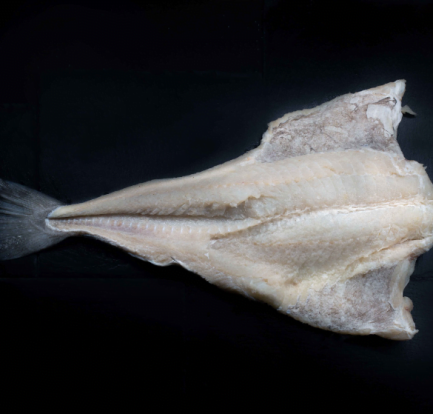 HOJA BACALAO HOJA BACALAO